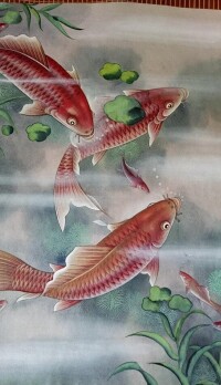 鯉魚