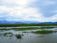 塔礁洲濕地公園風光