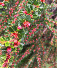 紅花栒子