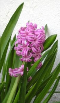 風信子科 風信子（Hyacinthus orientalis）