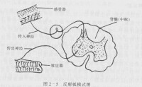 傳入神經元