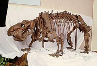 二齒獸化石