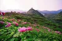 墊江太平牡丹園