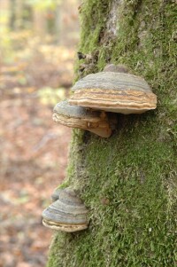 樹蘑菇圖片