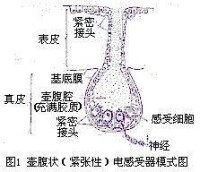 緊張性電感受器模式圖