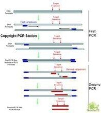 巢式PCR