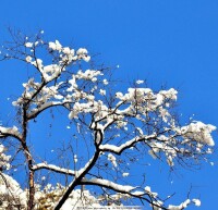 一夜白雪來，猶如李花開