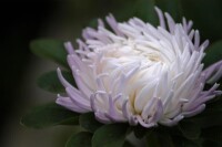 白色翠菊