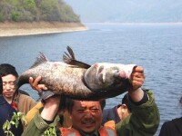 開江魚