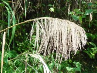 菅芒花形態圖