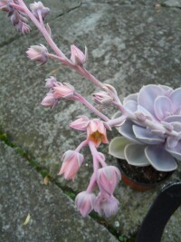 紫珍珠的花序