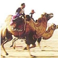 賽駱駝(圖3)