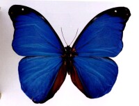 大藍閃蝶
