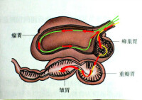 反芻亞目的胃（箭頭表示食物的流動方向） 