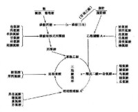 生糖氨基酸代謝