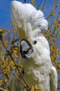 白鳳頭鸚鵡（圖3）