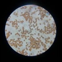 顯微鏡下的孢子粉
