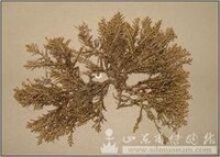 珊瑚藻[大型藻類]