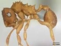 史氏菇園蟻（Mycocepurus smithii）