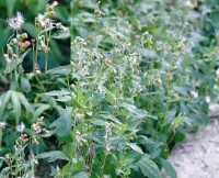 野茼蒿植株