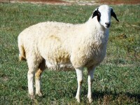 （圖二）烏珠穆沁羊