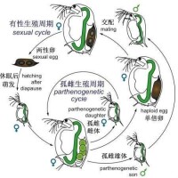 枝角類Daphnia的有性生殖與孤雌生殖的交替