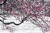 南京梅花山梅花景色