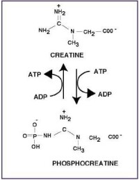 磷酸肌酸