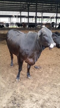 婆羅門牛