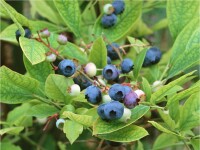 南高叢藍莓