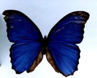 玻利維亞藍閃蝶