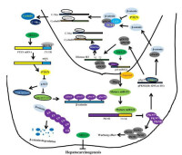 長非編碼rna