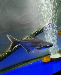 熱帶魚藍鯊