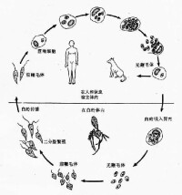 杜氏利什曼原蟲