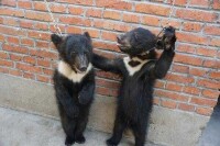 宿州馬戲團被迫訓練的小黑熊