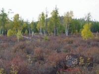 阿爾山國家森林公園