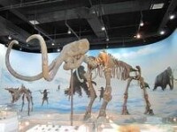 遼寧古生物博物館——冰河期生物化石