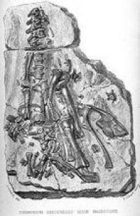 1834年在英格蘭梅德斯通發現的禽龍化石