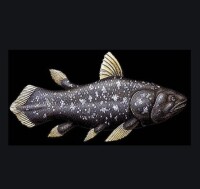 硬骨魚