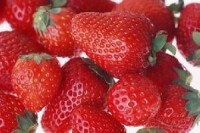 義井鄉草莓