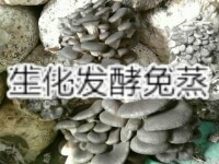 蓮子殼生化發酵增溫種植平菇