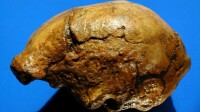 頭蓋骨化石