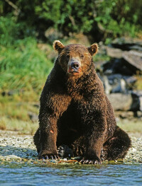 黃石湖邊沼澤地的——棕熊