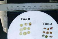 圖2 鰱膽囊：一直喂藍藻（A），先喂藍藻中途換投飼料（B）