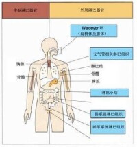 分子免疫學