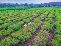 白沙綠茶園