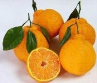 凸頂橘果