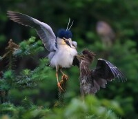 江口鳥洲