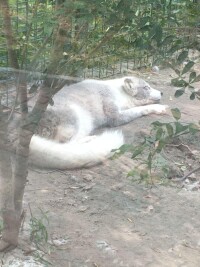 天津動物園劇照之一