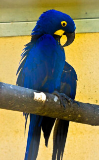 紫藍金剛鸚鵡